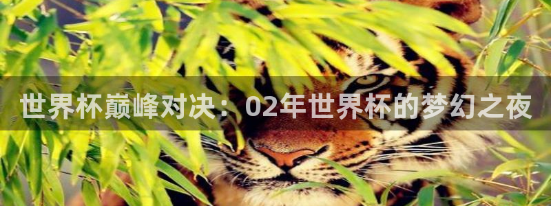 世界杯预赛赛程:世界杯巅峰对决:02年世界杯的梦幻之夜